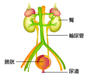 泌尿系统示意图图片来自http://activityntsecgovtw