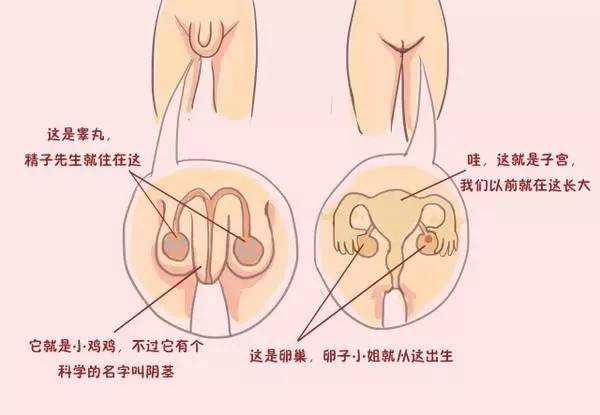 女生的小鸡是什么_女生小鸡长啥样子图片_12岁男孩的小鸡多长图