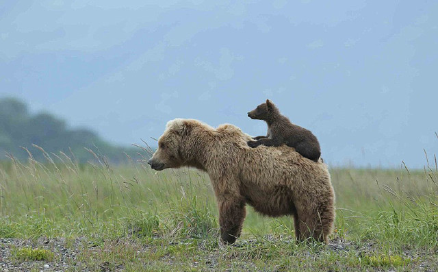 摄影师镜头记录熊妈妈肩扛熊崽暖心瞬间
