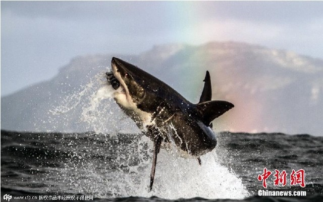 摄影师抓拍大白鲨跃出水面捕食震撼瞬间