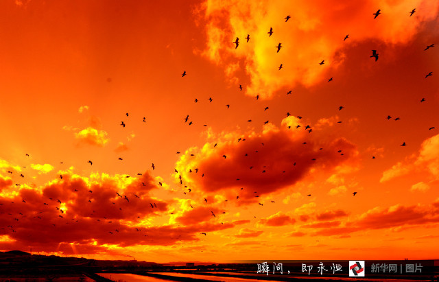 大连黄昏火烧云动人心魄 群鸟空中飞舞壮美异常