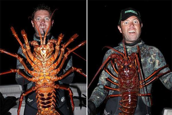 男子捞到70岁巨型龙虾