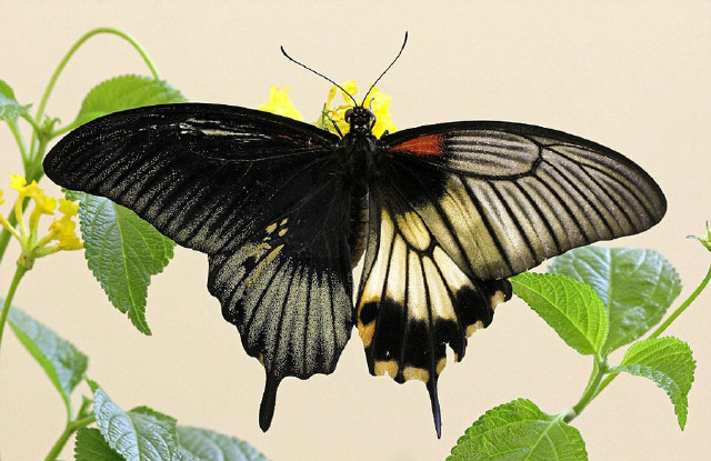 罕见半雌半雄"人妖"美凤蝶:染色体分裂失常