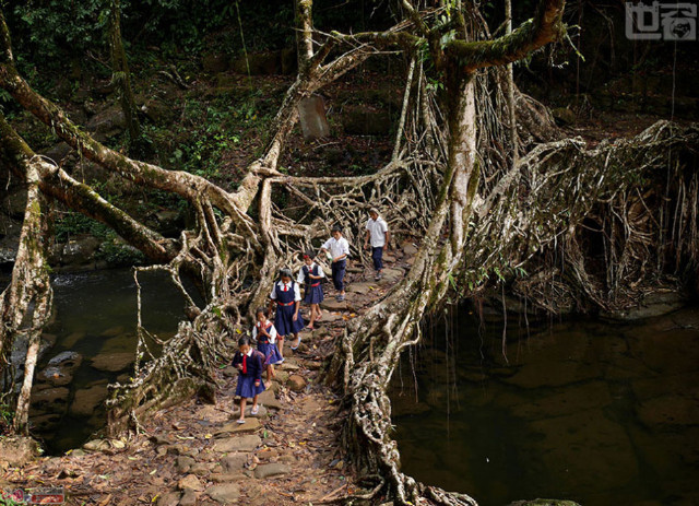 乞拉朋齐一年降雨多达50英尺(约合15000毫米),普通的木头桥很容易被