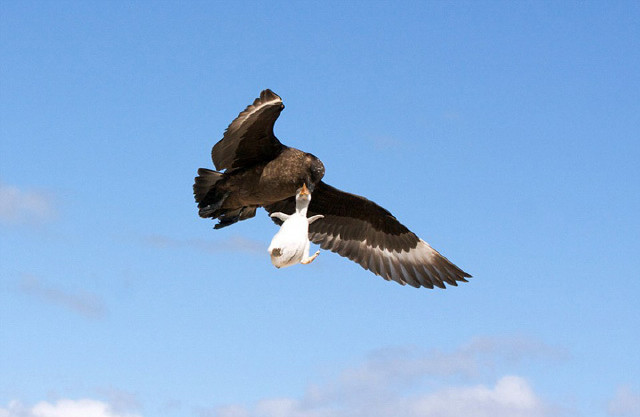 当时,小企鹅正处于企鹅群的边缘,未被大企鹅留心看守,如此便让贼鸥有