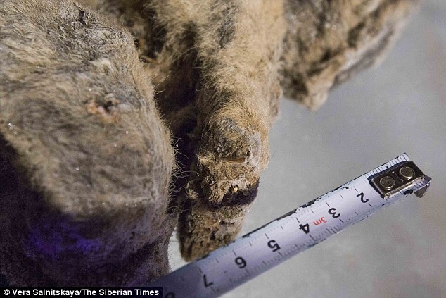 西伯利亚出土万年前洞狮幼崽遗骸:胡须清晰可见