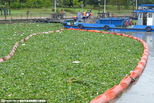 近日,苏州河水域出现大量水葫芦入侵,为近年罕见.