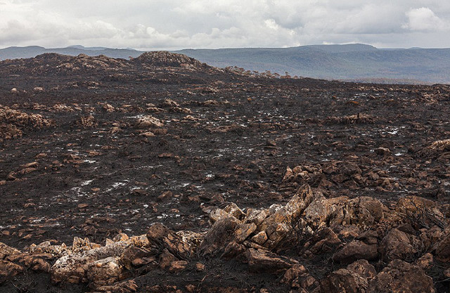 马尼亚州的世界遗产——原始荒原地区近期发生大火,远古保护林被烧毁