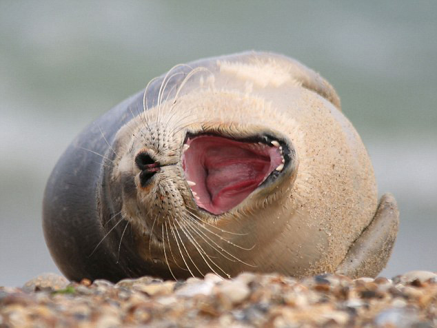 英小海豹沙滩大笑打滚似开派对