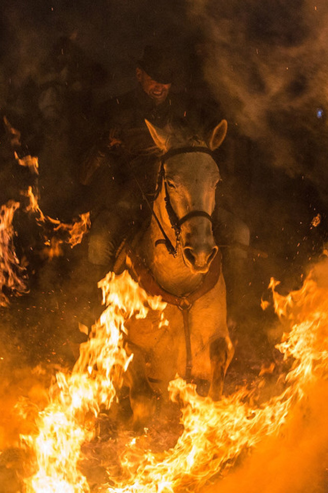 骑手驭马篝火中狂欢,以此庆祝西班牙圣安东尼节,祈求动物得到净化和