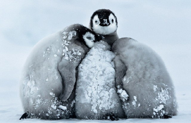 南极帝企鹅宝宝相互依偎抵御暴风雪
