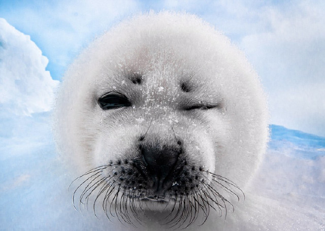 德摄影师抓拍呆萌小海豹顽皮摆造型