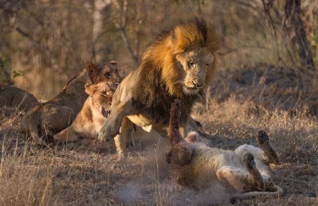 南非群狮厮杀显狂野本色