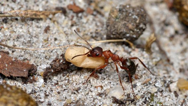 罕见会蓄奴的蚂蚁:演化中的军备竞赛