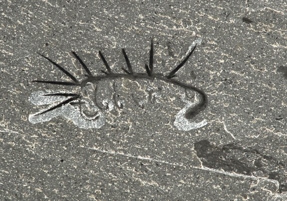 管状蠕虫化石图片