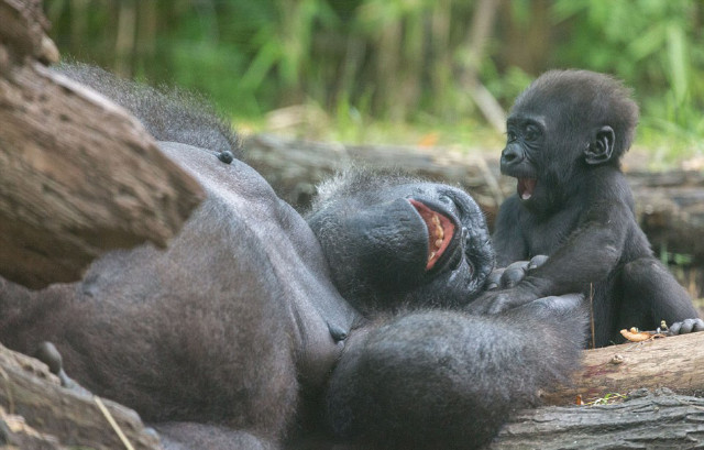 猩猩亲吻欲叫醒打盹妈妈