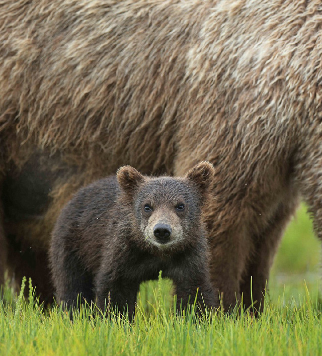 摄影师镜头记录熊妈妈肩扛熊崽暖心瞬间