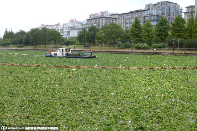 近日,苏州河水域出现大量水葫芦入侵,为近年罕见.