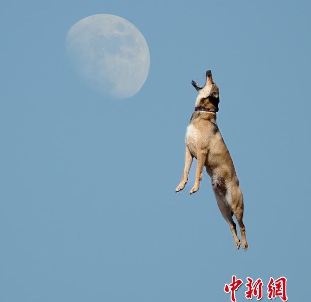 被玩坏的圆月