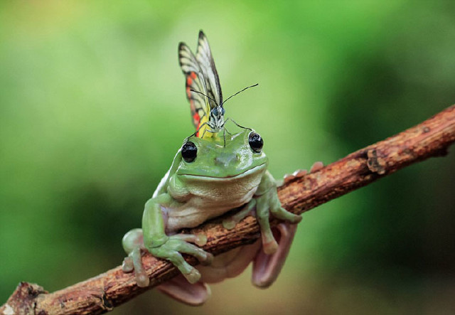 藤森(tanto tensen)拍摄到一组有趣的青蛙照片,照片上的一只蝴蝶静静