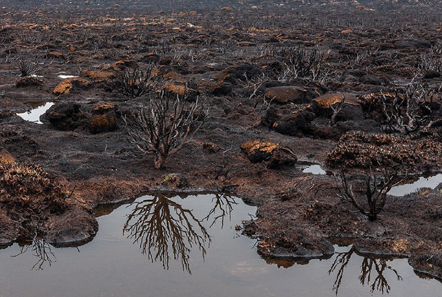 马尼亚州的世界遗产——原始荒原地区近期发生大火,远古保护林被烧毁