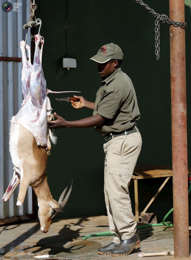 非洲合法狩猎产业:大量野生动物被制成标本
