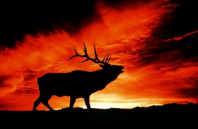 动物剪影照片美轮美奂:黎明黄昏映衬不一样的美